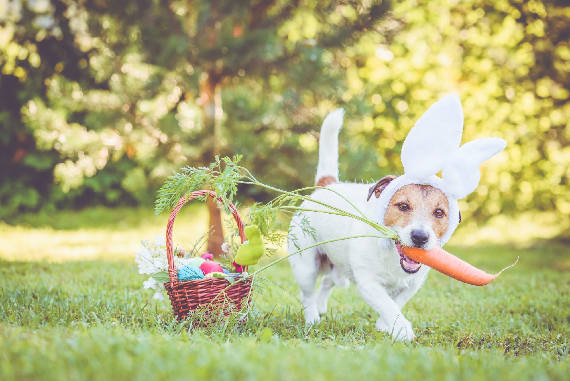 Easter Pet Safety Strategies You Can Count On