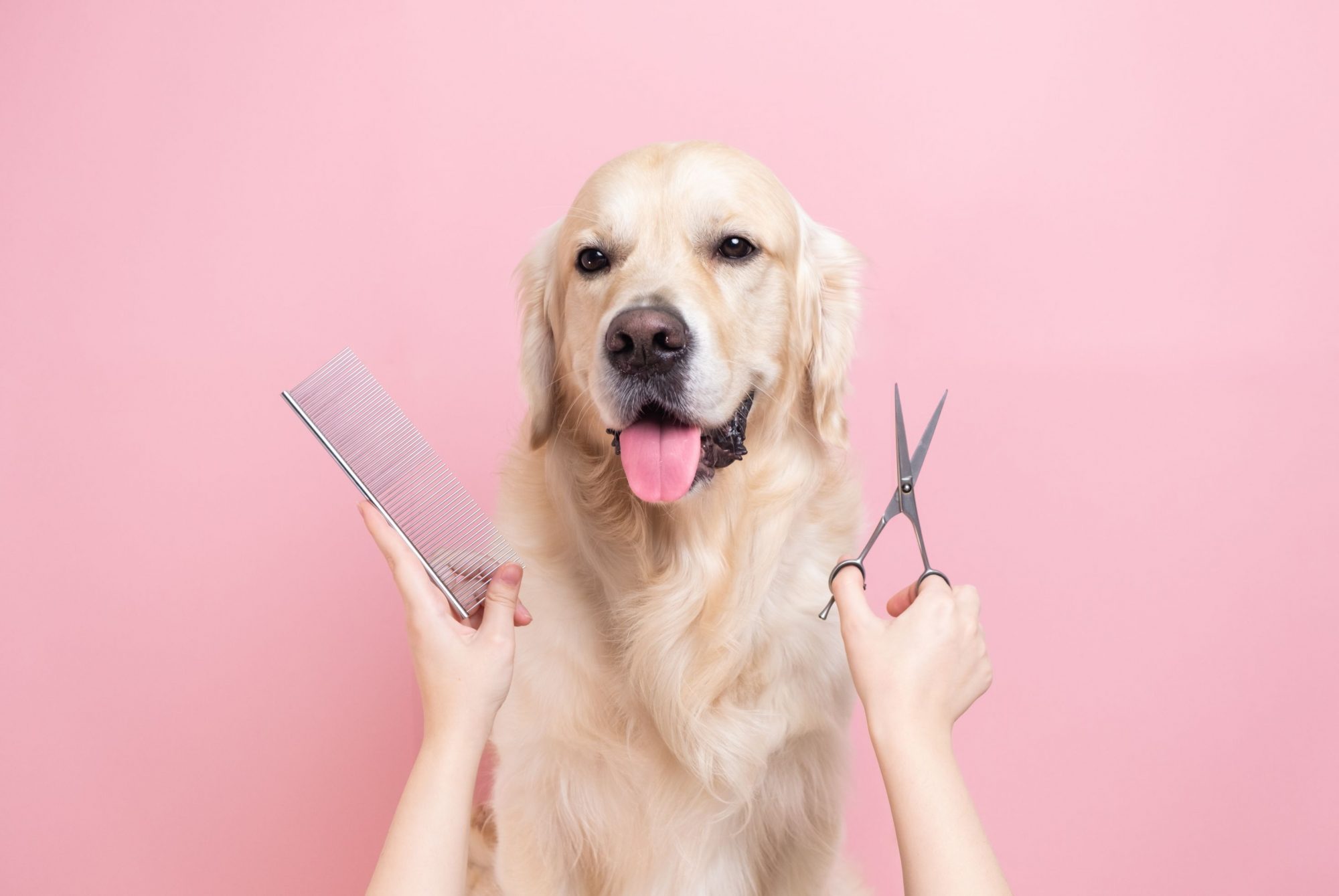 Urban store dog grooming