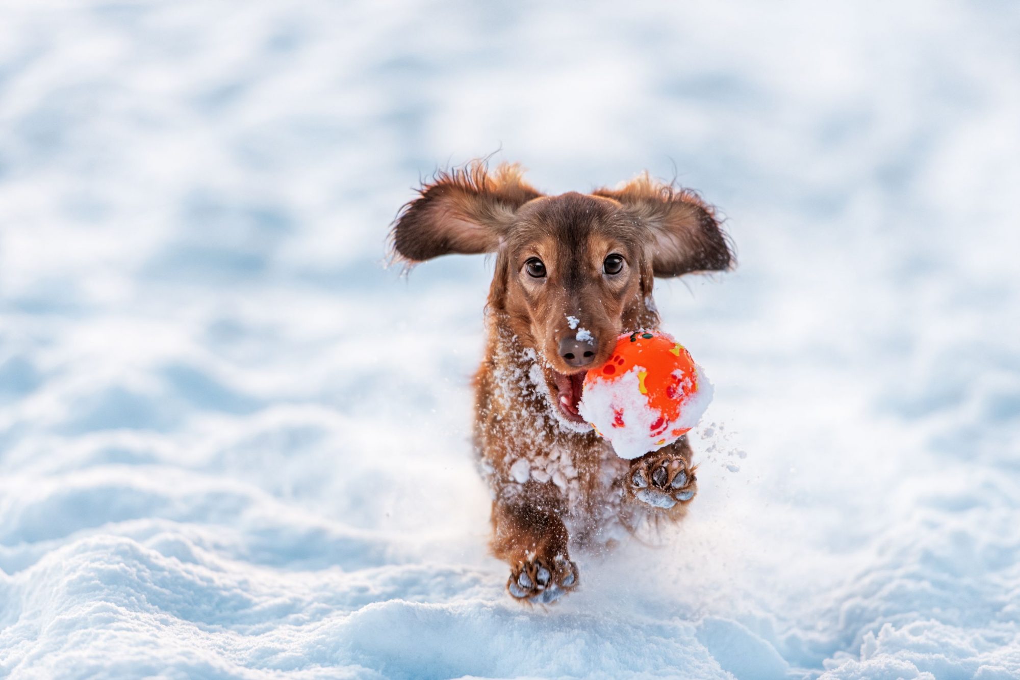 Winter Pet Safety Strategies for Warmth and Comfort