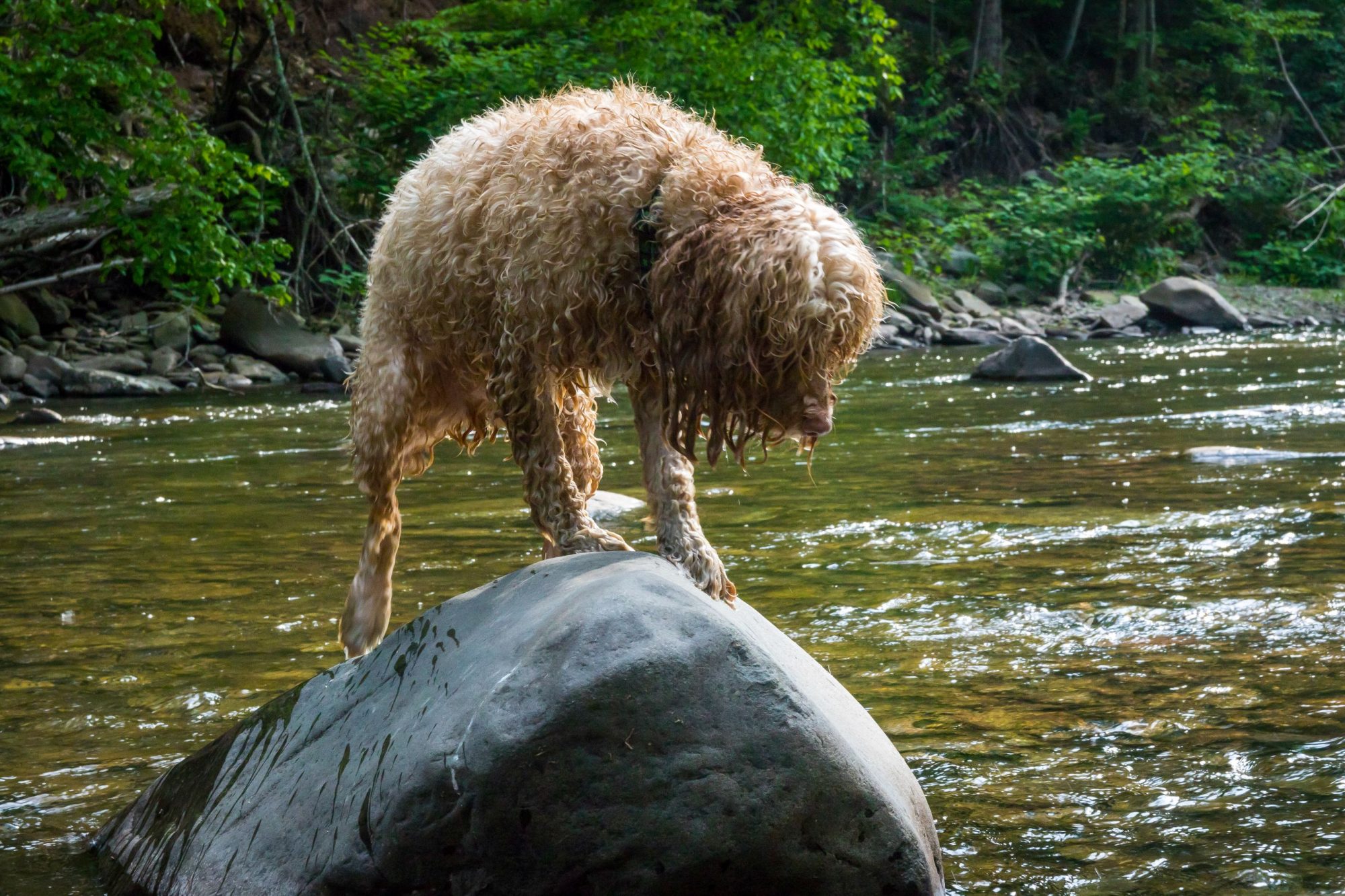 Five Unforgettable Pet Friendly Hikes Near Nashville The Urban Pet