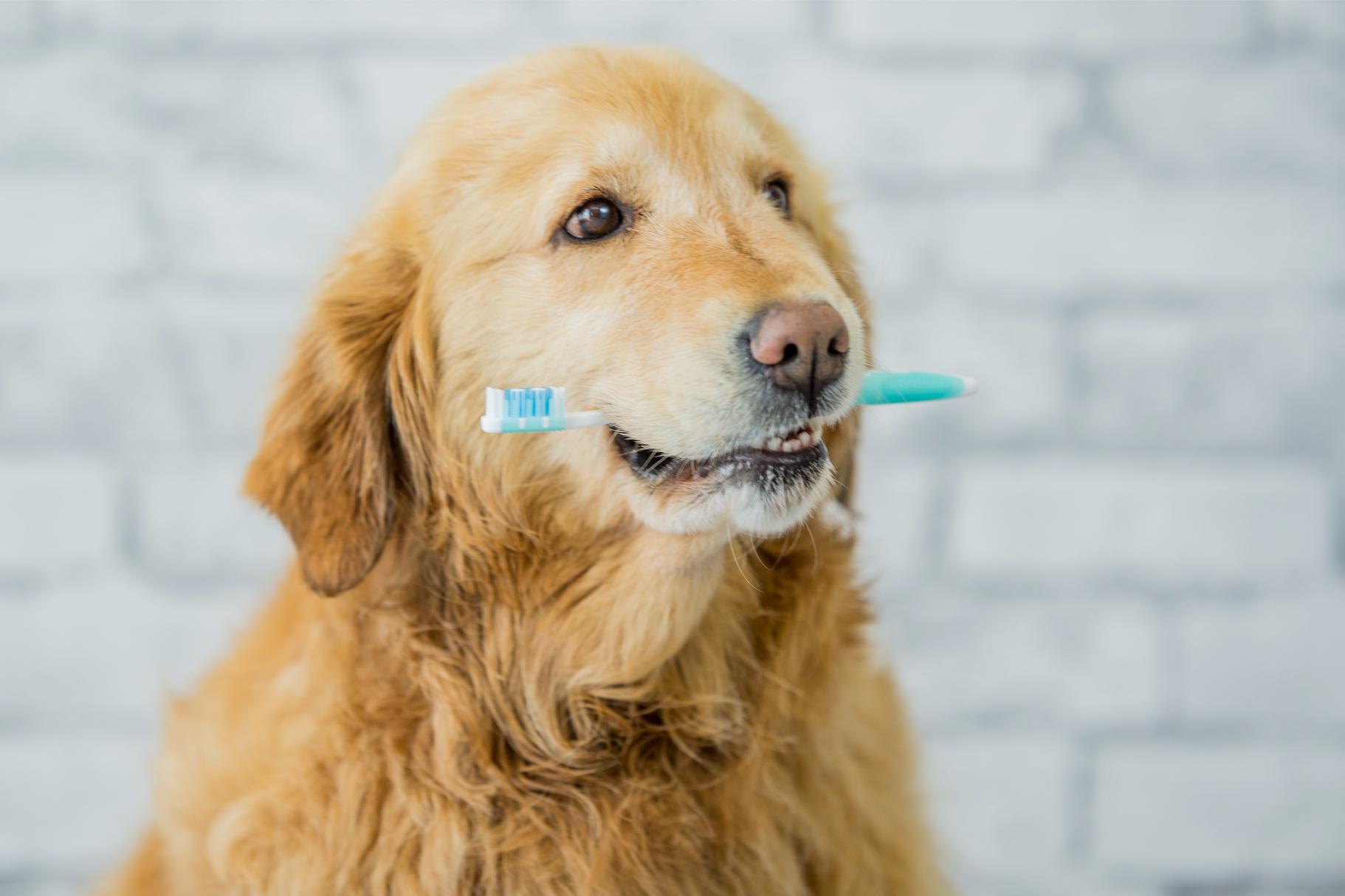 The ABCs of Dental Cleaning for Pets