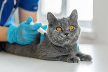 All About Cat Vaccines