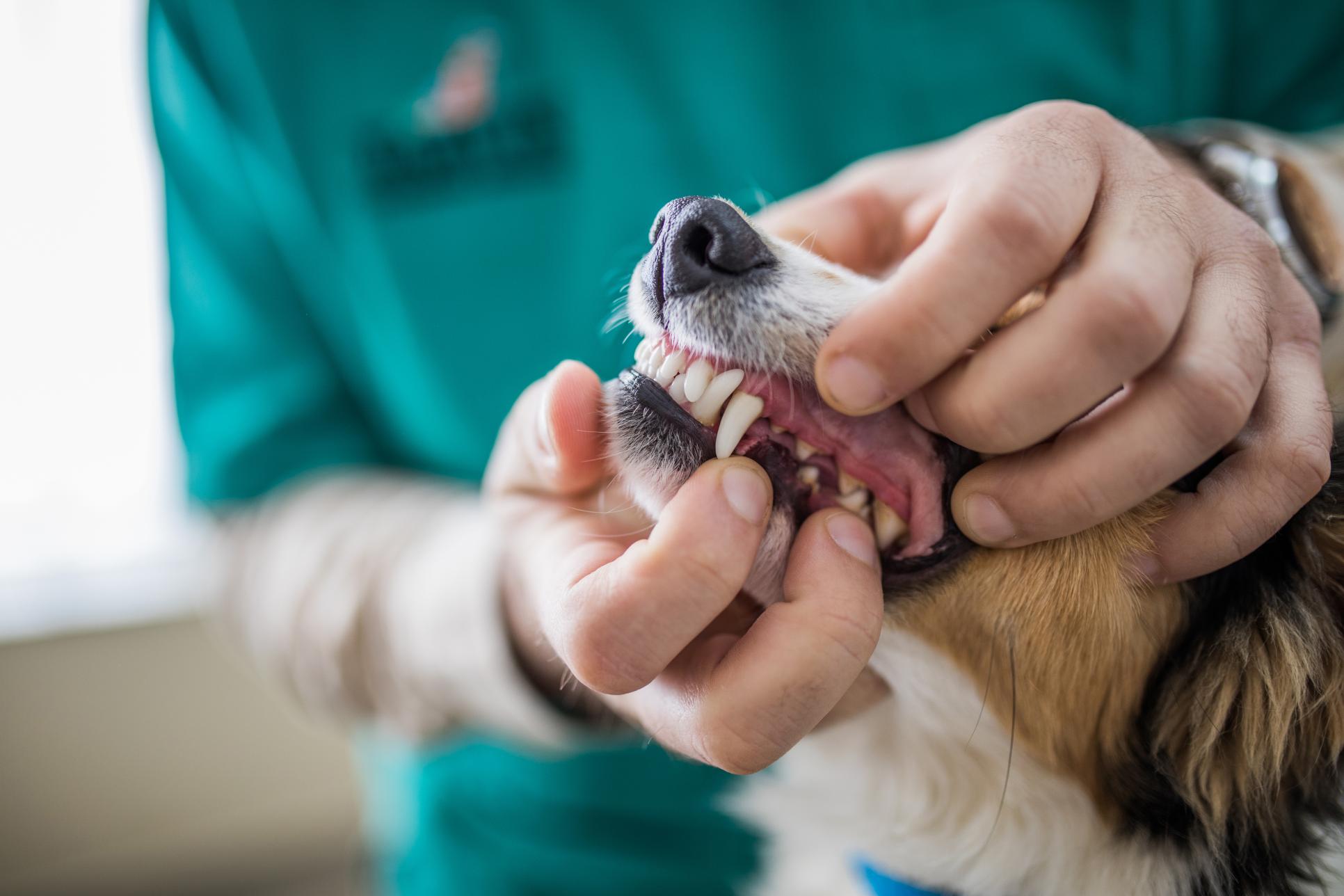 Veterinary Dentistry: More Than Just Clean Teeth