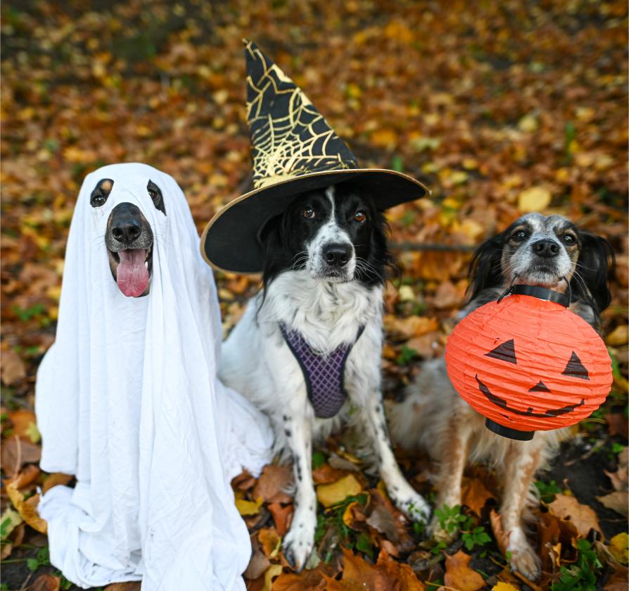 Trending Pet Costumes 2024