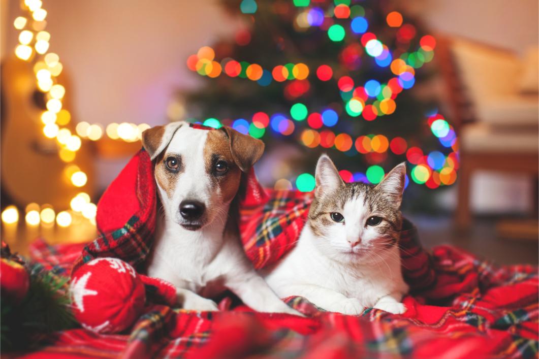 Preventing Pet Accidents: Pet-Proofing Your Holiday Decorations