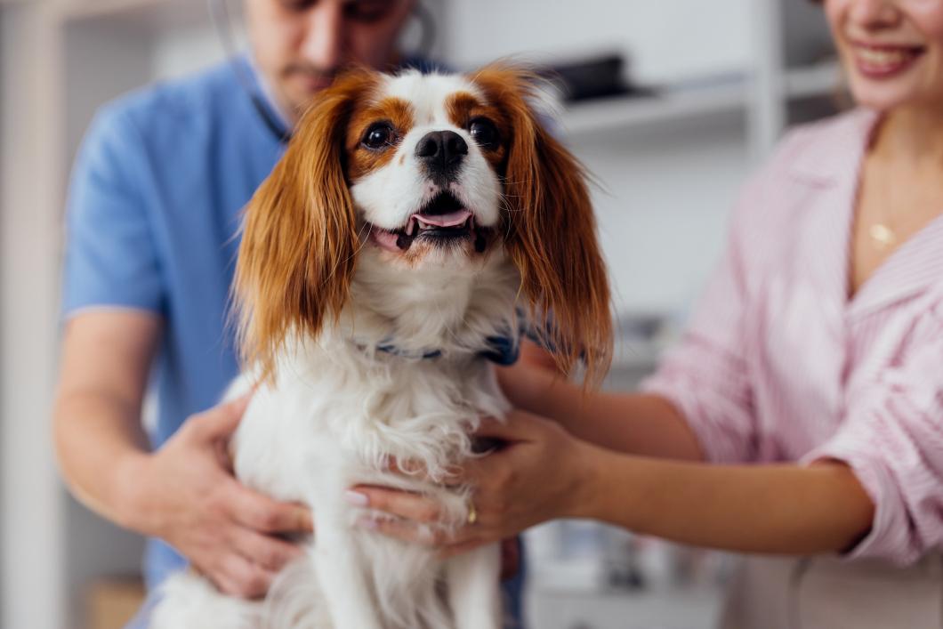 The Importance of Early Detection for Kidney Disease in Pets