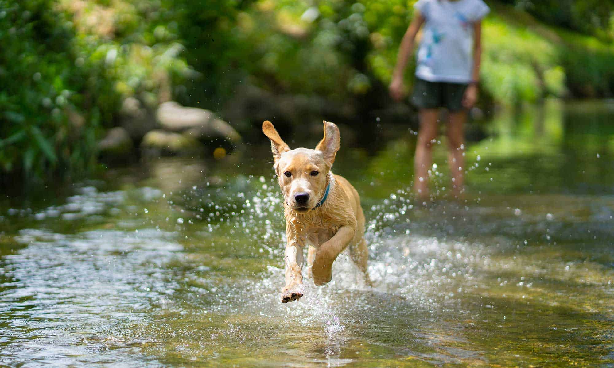 A dog running in a stream