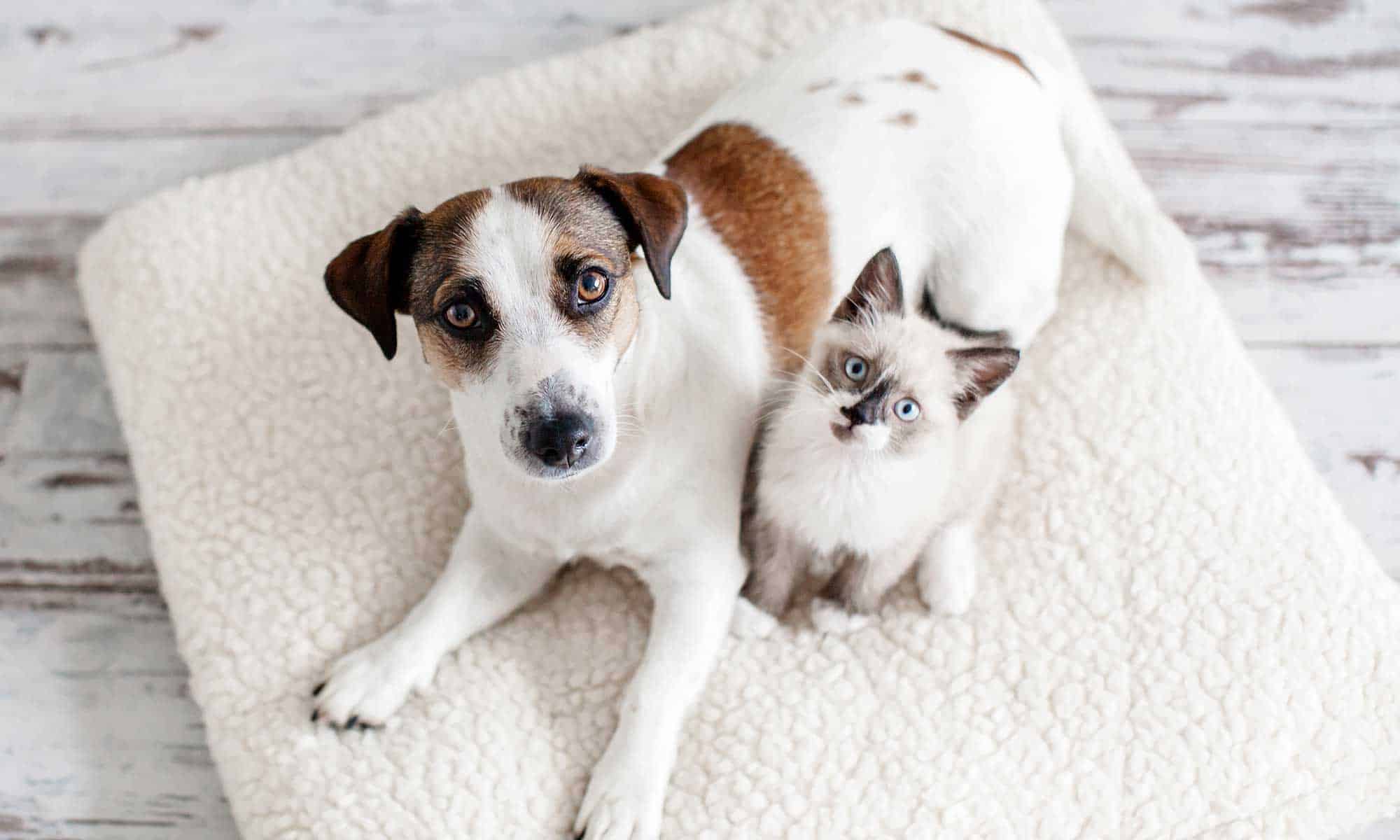 A dog and kitten sitting on a white blanket